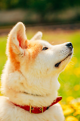 Image showing Akita Dog (Akita Inu, Japanese Akita)