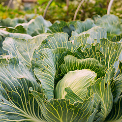 Image showing Head Of Cabbage