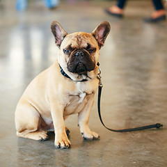 Image showing Dog French Bulldog