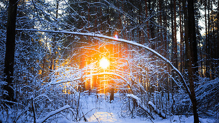 Image showing winter landscape with the pine forest and sunset