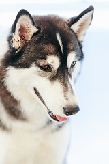 Image showing Gray Adult Siberian Husky Dog (Sibirsky Husky) 