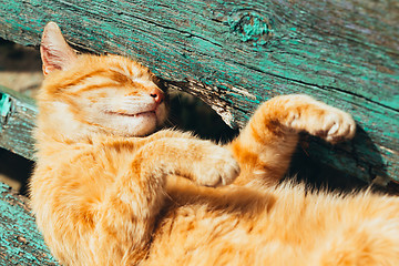 Image showing Red kitten cat sleeps on a bench in park