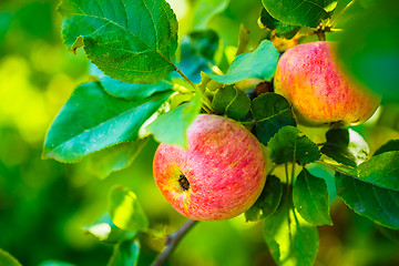 Image showing Fresh Red Apples On Apple Tree Branch