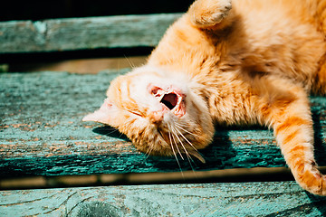 Image showing Red Kitten Cat Sleeps On A Bench In Park
