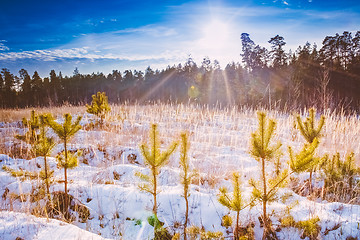 Image showing First Snow Covered The Dry Yellow Grass In Forest