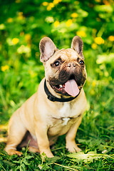 Image showing Dog French Bulldog