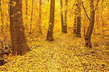 Image showing Colorful Autumn Trees In Forest