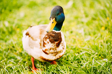 Image showing The Duck Male