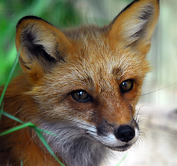 Image showing Red Fox