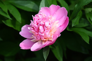 Image showing Peony