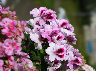 Image showing Pelargonium