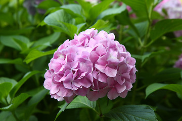 Image showing Hydrangea