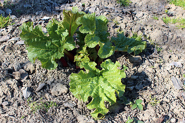 Image showing bush of rhubarb on the bed