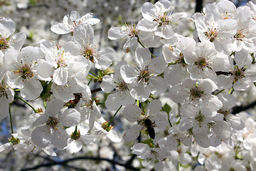 Image showing branch of blossoming cherry