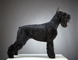 Image showing Black Giant Schnauzer dog