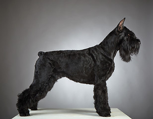 Image showing Black Giant Schnauzer dog