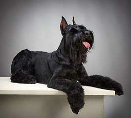 Image showing Black Giant Schnauzer dog