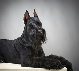 Image showing Black Giant Schnauzer dog