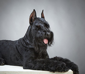 Image showing Black Giant Schnauzer dog