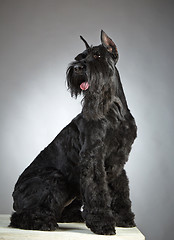 Image showing Black Giant Schnauzer dog