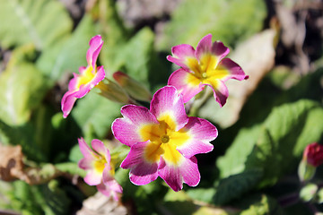 Image showing beautiful flowers of primula