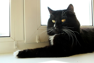 Image showing black cat laying on the window-sill