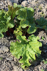 Image showing bush of rhubarb on the bed