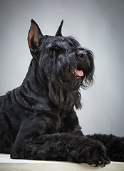 Image showing Black Giant Schnauzer dog