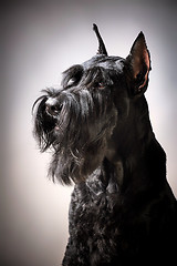 Image showing Black Giant Schnauzer dog