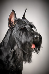 Image showing Black Giant Schnauzer dog