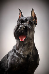 Image showing Black Giant Schnauzer dog