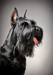Image showing Black Giant Schnauzer dog