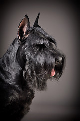 Image showing Black Giant Schnauzer dog