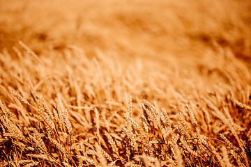 Image showing Yellow Wheat Ears