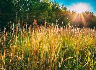 Image showing Sunset In Meadow 