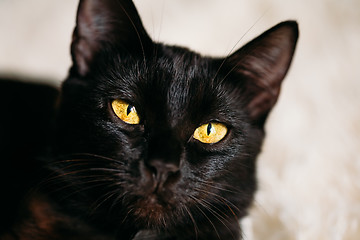 Image showing Close Up Portrait Peaceful Black Female Kitten Cat