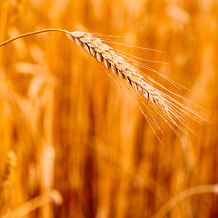 Image showing Yellow Wheat Ears