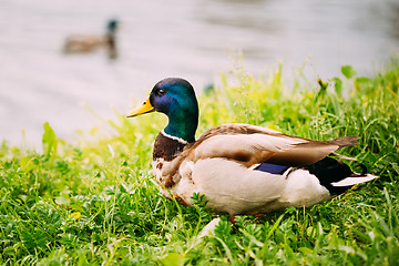 Image showing The Duck On Green Grass