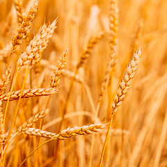 Image showing Yellow Wheat Ears