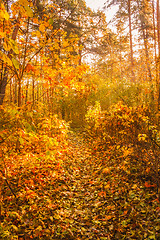 Image showing Colorful autumn trees in forest