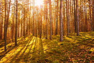 Image showing Dawn in old autumn forest