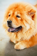 Image showing Brown Chines Chow Chow Dog