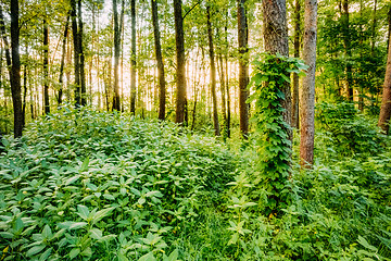 Image showing Mixed Forest, Russian Nature