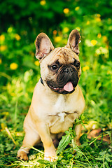 Image showing Dog French Bulldog