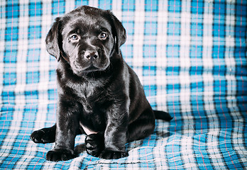 Image showing Beautiful Black Labrador Puppy Dog