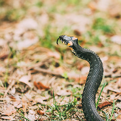 Image showing Grass-snake, adder in early spring