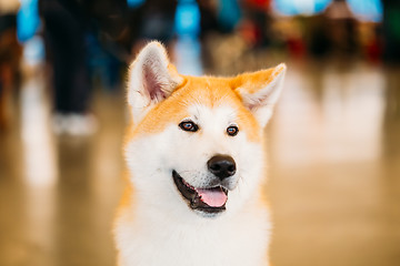 Image showing Akita Dog (Akita Inu, Japanese Akita) Close Up Portrait