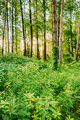 Image showing Mixed Forest, Russian Nature