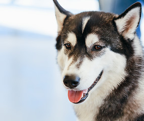 Image showing Gray Adult Siberian Husky Dog (Sibirsky Husky)