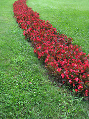 Image showing Red flowers